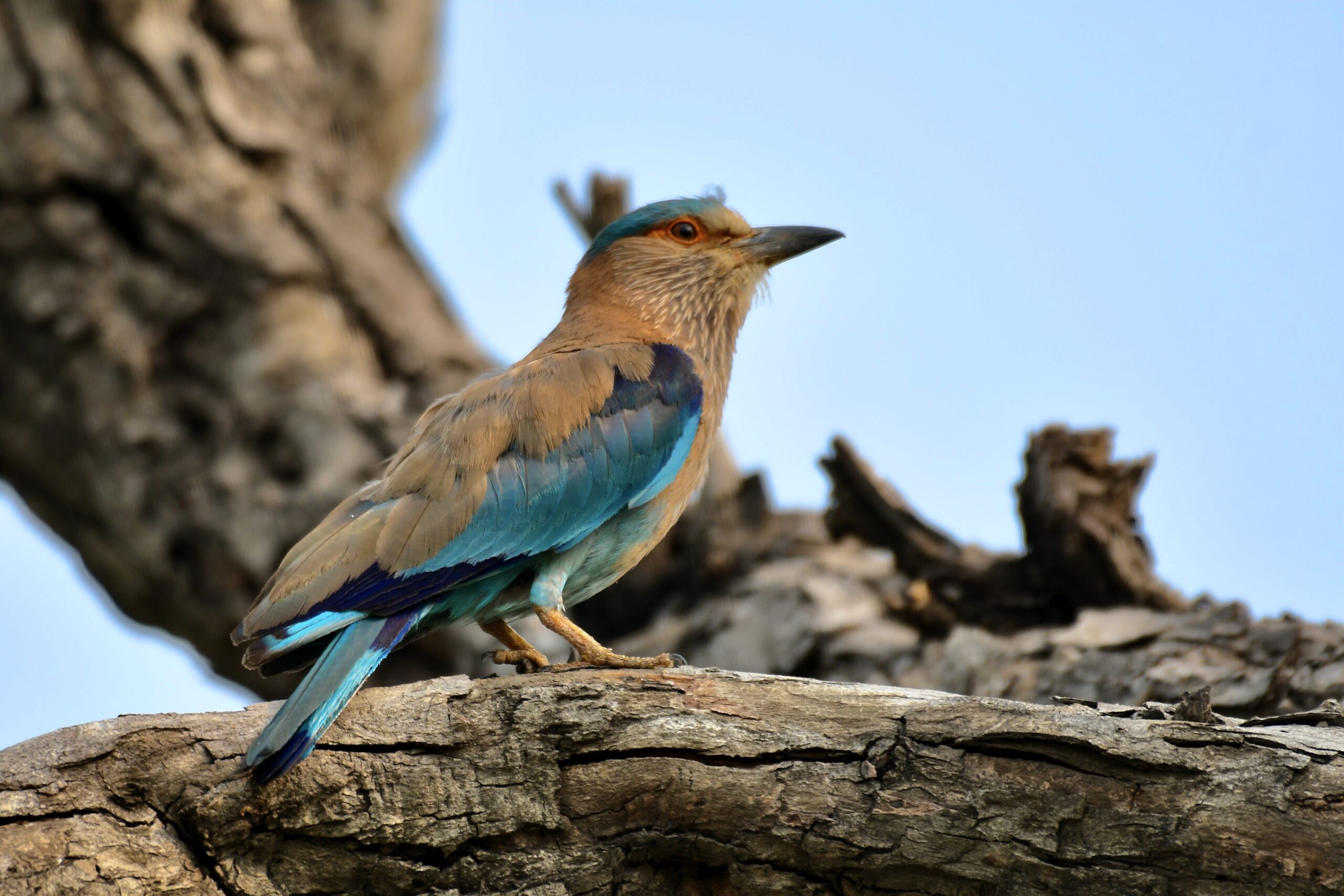 https://www.chandigarhbirdclub.com/wp-content/uploads/2021/01/DSC_0810-scaled.jpg